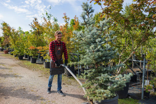 The Steps Involved in Our Tree Care Process in Kirtland Af, NM